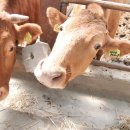 청계목장 이미지