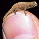 세계에서 가장 작은 동물 10선 이미지