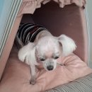 포근하개 이미지