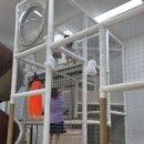 호식이두마리치킨본리점 네이버블로그