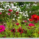 백일홍 민박집 이미지