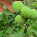 산밑집 농장 이미지