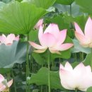 신도연못 옆 이미지