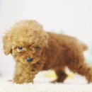 우쭈쭈 강아지 이미지