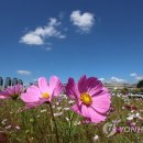 푸른하늘 이미지