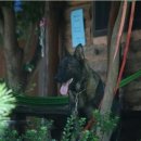 즐거운 애견 이미지