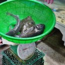 용원가덕횟집 | 덕천 맛집 구포시장 횟집, 용원가덕횟집