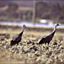 순천만 쉼표 이미지