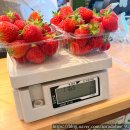 소라농장 | 인천 아기랑_딸기 수확 체험 농장 🍓딸기의 하루🍓_방문 후기