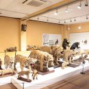 경북대학교자연사박물관 이미지