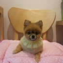요크독펫 네이버블로그
