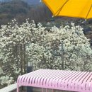창원 목련뷰 카페 안민고개 타타스베이글, 포토존 3월말 방문 후기