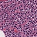 더힐동물의료센터 이미지