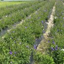 부리면사무소 이미지