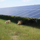 신흥1 태양광발전소 이미지