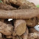 국도22호선가로수 이미지