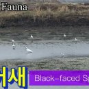 저어새 Blackfaced Spoonbill, Taiwan 2025 이미지