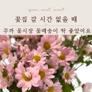 송은농장 | 꾸까 꽃시장 꽃배송 직접 이용 후기｜집에서 생화 즐기기