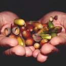 동심으로의 회귀 | 할머니의 도토리