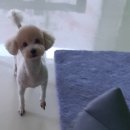 까끼애견미용 이미지