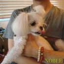 노블도그 이미지