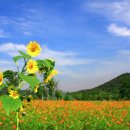 해바라기 이미지