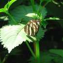 잣나무약수터 이미지