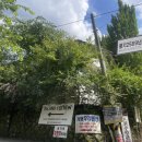 아일랜드코쿤 이미지