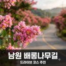 목천동 배롱나무 꽃길조성 사업 | 남원 배롱나무길 드라이브 코스랑 개화 시기 언제일까요? 8월 여행 코스 추천