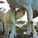 영동목장 이미지