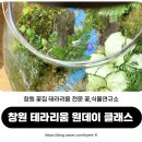 꽃;식물연규소 | 창원 테라리움 원데이클래스 힐링 이색 데이트 코스 꽃,식물연규소
