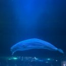 젊은열대어 | 쿠팡 트래블 할인으로 롯데 아쿠아리움 4천 원 방문 후기｜평일권·관람 팁·주의 사항 정리