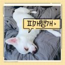 피개행개 이미지