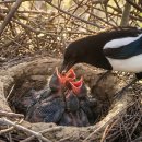 Eurasian Magpie: 90 Days From Egg to Survivor | Fortress Nest Strategy 이미지