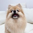 반짝일개 이미지