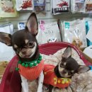 상상도그 이미지