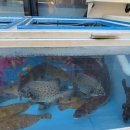 바다수산회 이미지