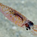 연체동물 - 두족綱 - 폐안目 - 꼴뚜기科 - 아메리카화살오징어 이미지