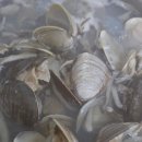 주식회사 킹크랩대게전문점 | 노량진수산시장 전라도 대게킹크랩전문점 노량진 수산시장 백합 전복 가격