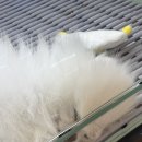 강아지분양 더펫 이미지