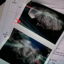 [시험관 5차] 동경 배아 3개 시험관 성공 후기 • 난임 병원 졸업
