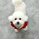 샤멍샤멍 이미지