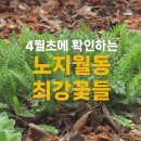 4월 초에 확인하는 노지월동 최강 야생화, 숙근초 열가지 | 가드닝 수다 이미지