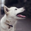 울림 반려견 교육센터 네이버블로그