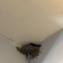 새집상회 이미지