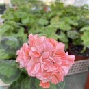 그린마멀레이드 이미지