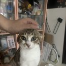 떡볶이참잘하는집 떡참 광주경안점 이미지