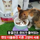 [키튼 사료 추천] 캣잇 더블퓨전 후기, 8개월 고양이도 잘 먹은 고단백 사료