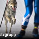 winning dog story's 이미지