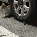 제리모터스 이미지